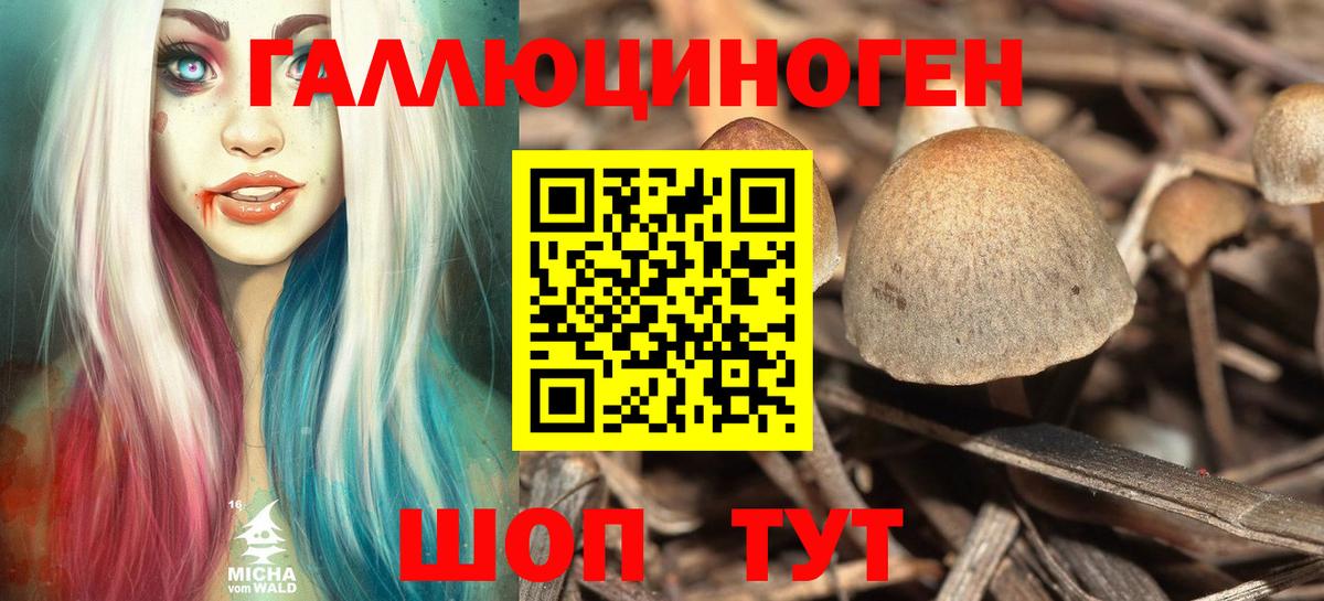 Галлюциногенные грибы мицелий  цена наркотик  Псилоцибиновые грибы Psilocybe  Курганинск  Вход с VPN 
